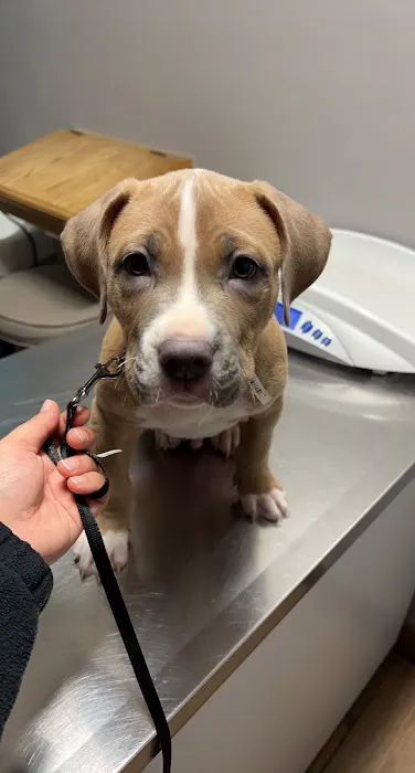 Greenfield Veterinary Clinic Picture 7