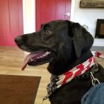 Animal Wellness Center