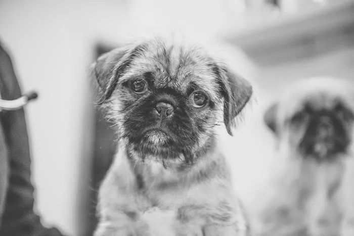 Animal Wellness Center Picture 4