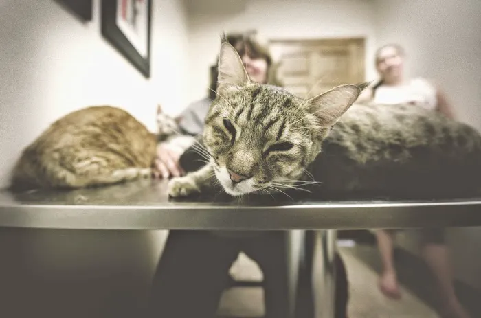 Animal Wellness Center Picture 6