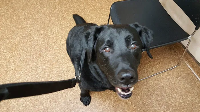 Kuenzi Family Pet Hospital Picture 1