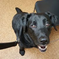 Kuenzi Family Pet Hospital ico