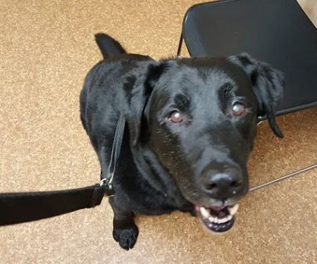 Kuenzi Family Pet Hospital