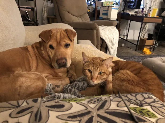 Kuenzi Family Pet Hospital Picture 4
