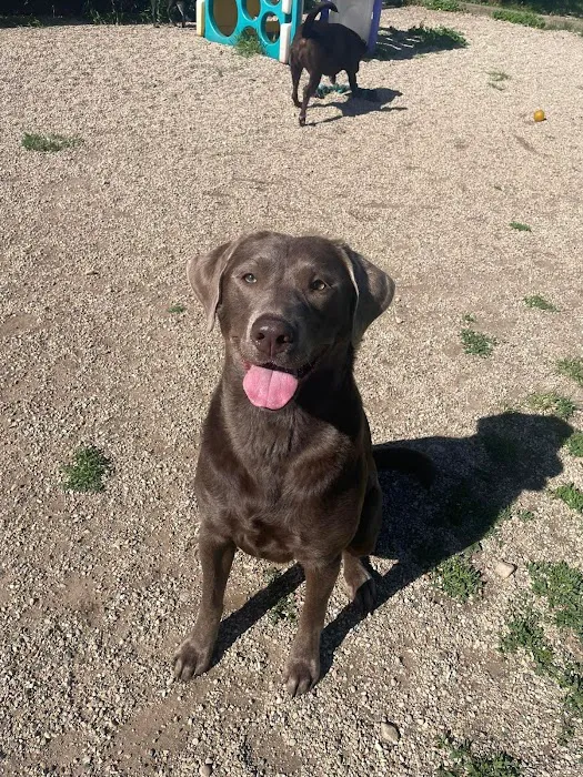 Family Pet Boarding Picture 1