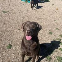 Family Pet Boarding ico
