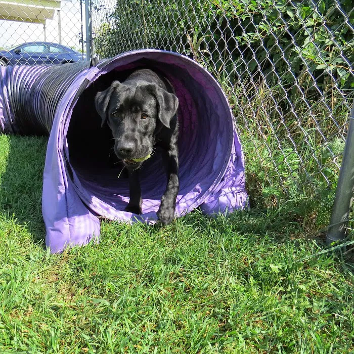 Family Pet Boarding Picture 6