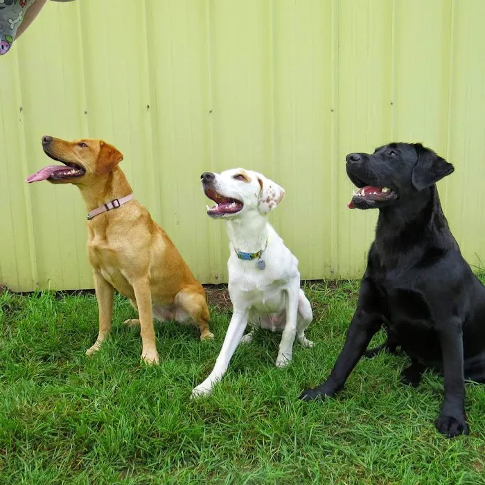 Family Pet Boarding Picture 5