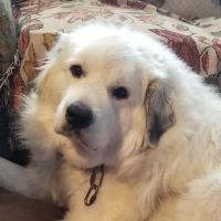 New Berlin Animal Hospital ico