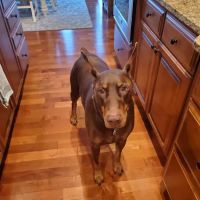 Mukwonago Animal Hospital ico