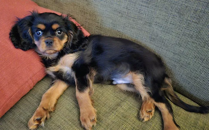 Mukwonago Animal Hospital Picture 7