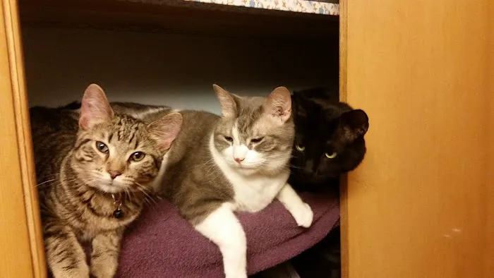 Mukwonago Animal Hospital Picture 8