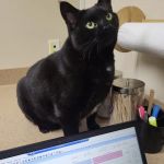 Prairie Animal Hospital