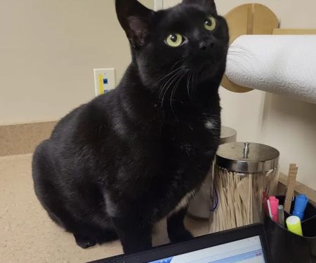 Prairie Animal Hospital