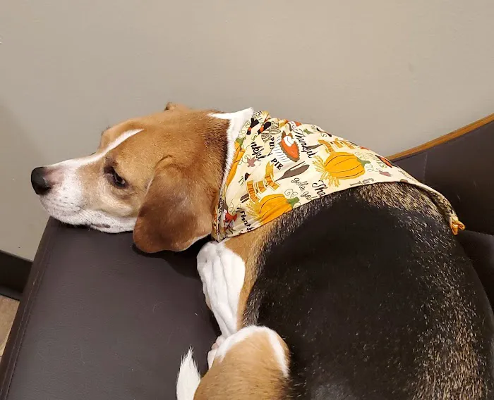 Animal Wellness Center Waukesha Picture 2