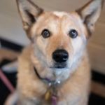 Animal Wellness Center Waukesha