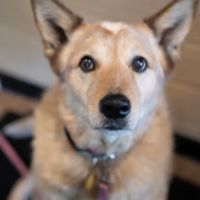 Animal Wellness Center Waukesha ico