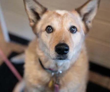 Animal Wellness Center Waukesha