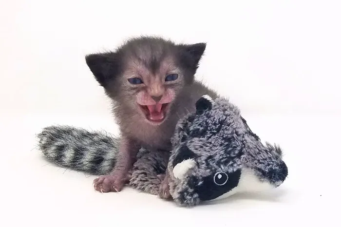 Faolan Lykoi Picture 1