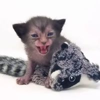 Faolan Lykoi ico