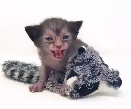 Faolan Lykoi