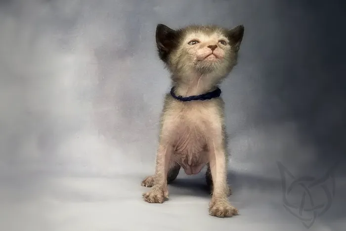 Faolan Lykoi Picture 2