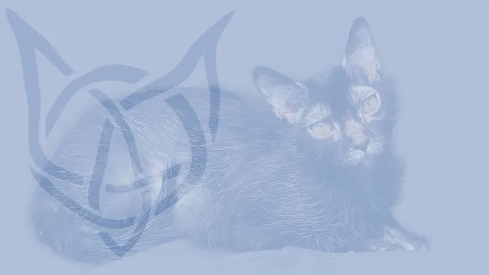 Faolan Lykoi Picture 4