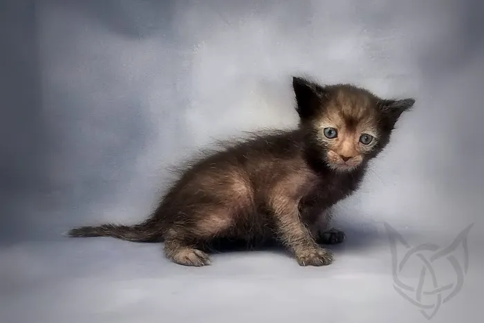 Faolan Lykoi Picture 3