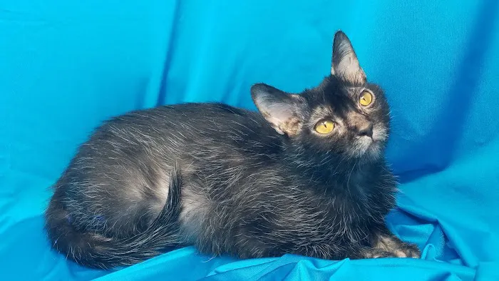 Faolan Lykoi Picture 5