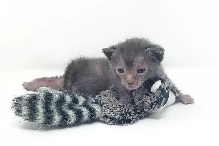 Faolan Lykoi Picture 7