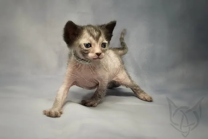 Faolan Lykoi Picture 8