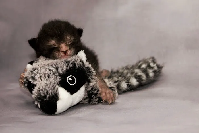 Faolan Lykoi Picture 10