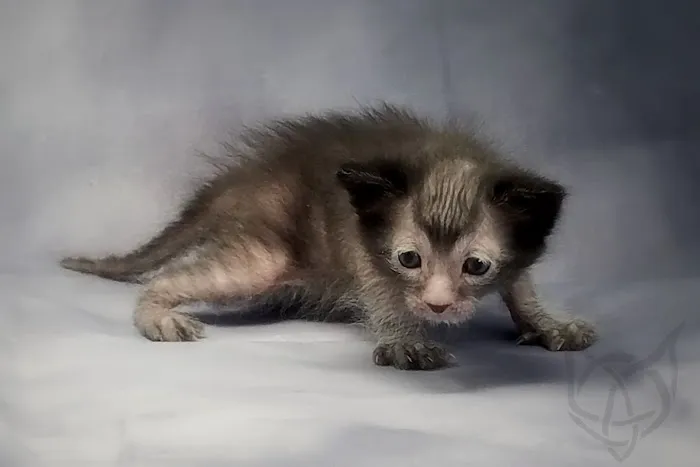 Faolan Lykoi Picture 9