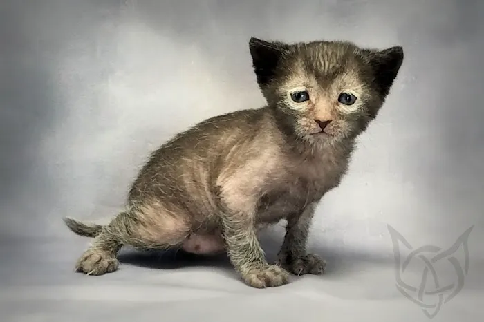 Faolan Lykoi Picture 6