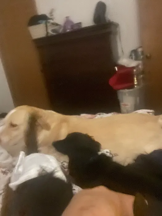 Brightside Pet Clinic Picture 1