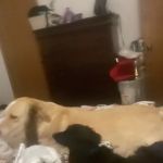 Brightside Pet Clinic
