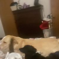 Brightside Pet Clinic ico