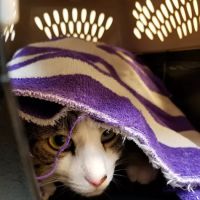 Animal Clinic of Fort Atkinson ico