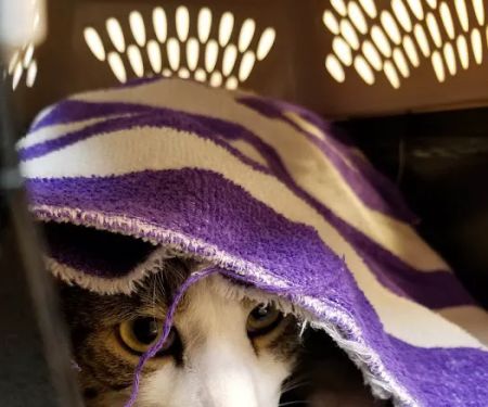 Animal Clinic of Fort Atkinson