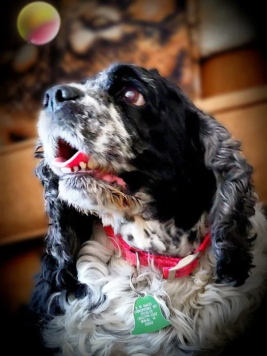 Milton Veterinary Clinic Picture 4