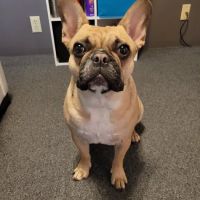 Milton Veterinary Clinic ico