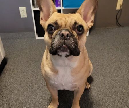 Milton Veterinary Clinic