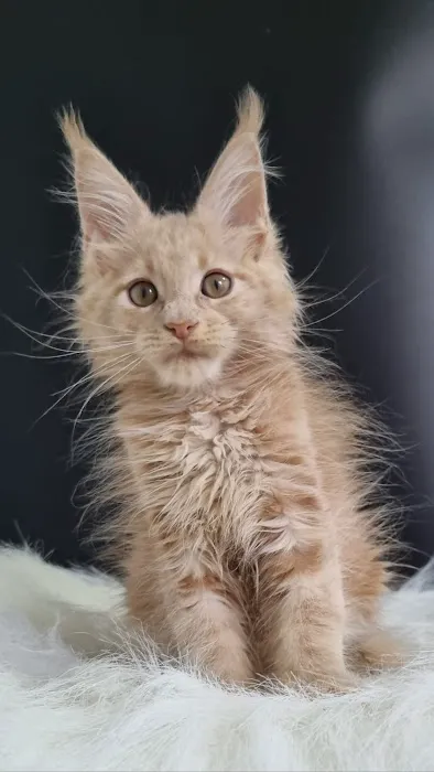 Mega Maine Coons Picture 1