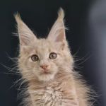 Mega Maine Coons