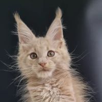 Mega Maine Coons ico