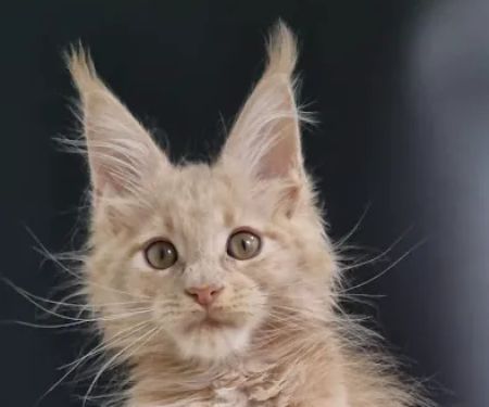 Mega Maine Coons