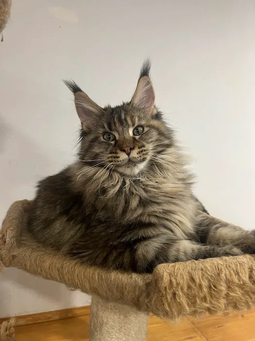 Mega Maine Coons Picture 5