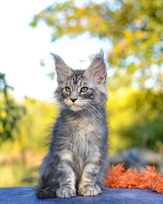 Mega Maine Coons Picture 3