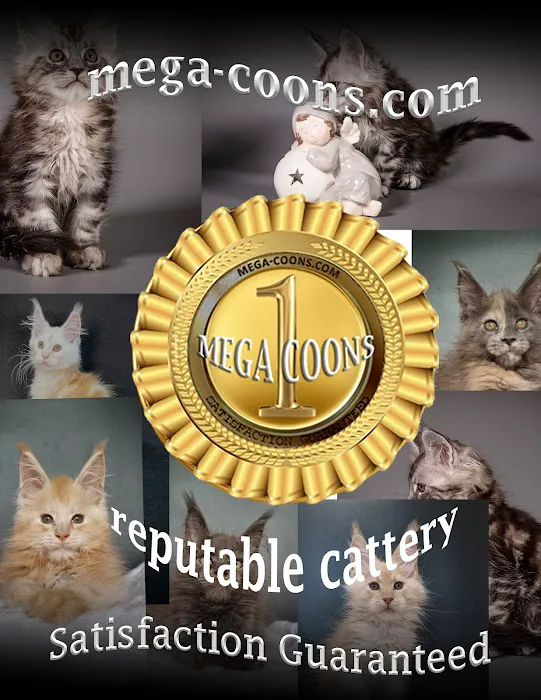 Mega Maine Coons Picture 7