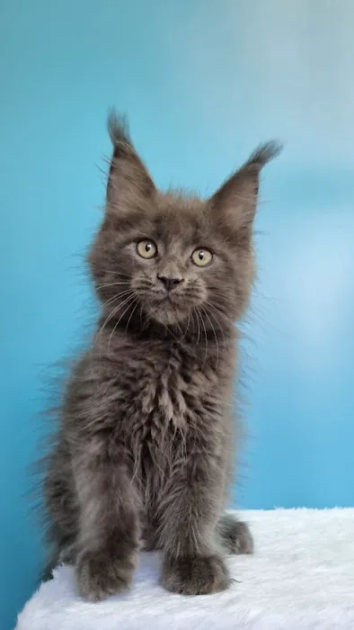 Mega Maine Coons Picture 2